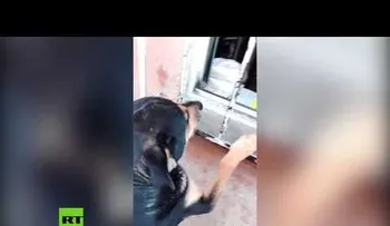 Perro que pide dinero para comprar salchichas invade las redes