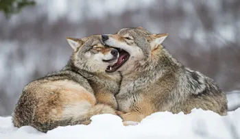 El parque donde los visitantes duermen con lobos