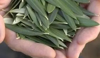 Conoce la hoja BENDECIDA que te saca la grasa, cura insomnio, meningitis, neumonía, presión arterial, alzheirmer...