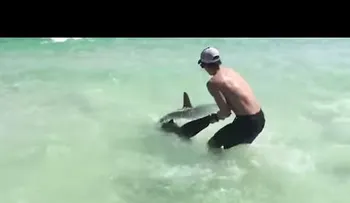 Estos valientes chicos no vacilaron en salvar al tiburón herido (VIDEO)