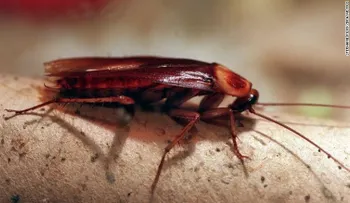 A mujer india se le incrustó una cucaracha en la cabeza