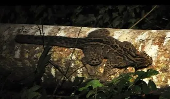 Uno de los gatos más misteriosos del mundo, captado por una cámara en China (VIDEO)