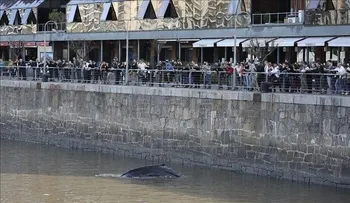 Aparece una joven ballena jorobada en Buenos Aires