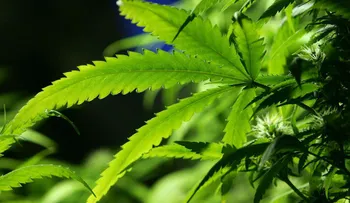 Peña Nieto propone legalizar la marihuana con fines medicinales en México