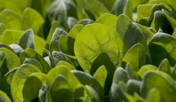 10 consejos para comer sano aunque no tengas tiempo