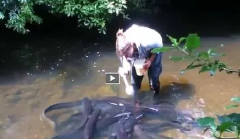 Mujer le da comida a las anguilas, y mira lo que pasa....