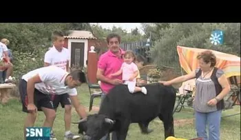 Un hombre adopta un toro bravo como mascota