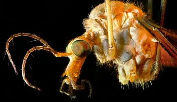 Así es el mosquito causante del zika, el dengue y la chikungunya