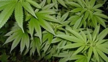 Dican apresa hombre con 50 libras de marihuana en un vehículo