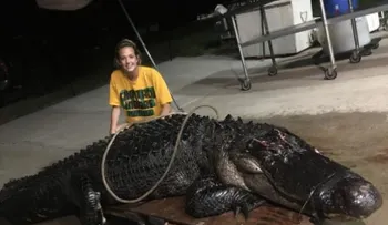Un camión choca con un caimán de 3,6 metros que cruzaba una autopista de Florida