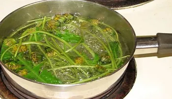 Esta planta parece maleza, pero hace MILAGROS? conoce sus beneficios!?
