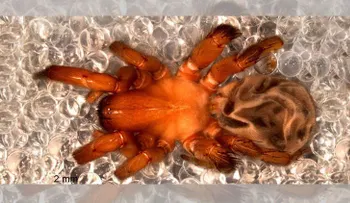 Hallan una nueva especie de araña gigante con características sorprendentes en Chile