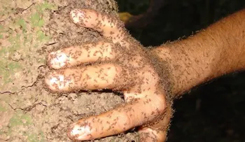 Una mujer murió tras ser atada a un árbol plagado de hormigas