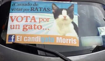 Un gato candidato se convierte en fenómeno en México