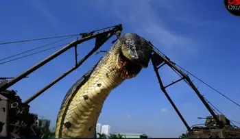 Capturan a la serpiente ma?s grande del Mundo en Egipto
