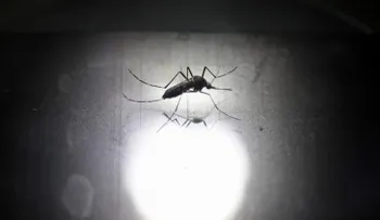 Mujer embarazada es primer caso de zika en Bolivia