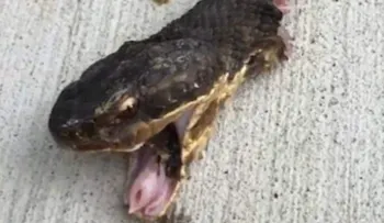 El aterrador momento en el que una serpiente decapitada sigue moviendo la cabeza