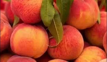 Melocotón o durazno: tiene propiedades digestivas y es saludable para la piel; te protege del cáncer de estómago