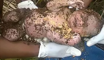 Una madre enterró vivo a su bebé y fue encontrado tres días después. Dios le dio una nueva oportunidad  