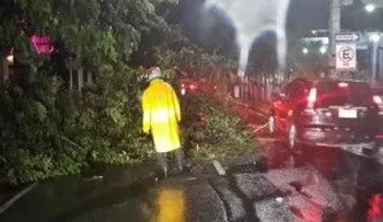 Tormenta derribó árboles, daño semáforos y causó avería en servicio eléctrico