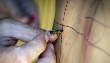 El veneno de las abejas se utiliza para tratar la artritis o la psoriasis