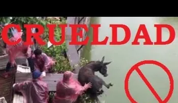 IMAGENES FUERTES: Arrojan burro vivo para alimentar a tigres hambrientos en zoo