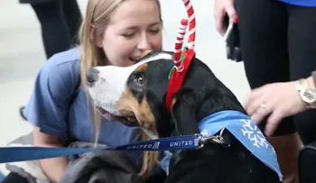 ¿Le estresan los aeropuertos? Un equipo de perros se encargará de calmarle los nervios