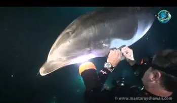 Un delfín pide ayuda y sucede algo increíble (VIDEO)