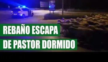 Un pastor se queda dormido y se le escapan 1, 300 Ovejas  (VIDEO VIRAL 2016) 
