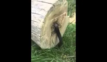 Este hombre cortó un tronco y lo que encuentra helo la sangre ! SORPRESA INESPERADA   (VIDEO)