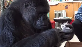La maravillosa historia del gorilla Koko, que adoptó gatitos