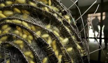  Científicos usan seda para fabricar tornillos de fijación craneal 