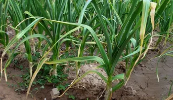 Cómo cultivar ajo y jengibre en la propia casa 