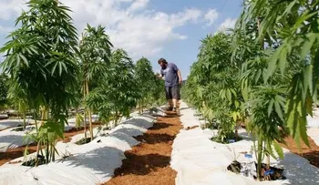 Dan primera licencia para productos medicinales de marihuana en Colombia
