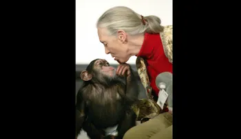 Jane Goodall, experta primatóloga, dice que el gorila de Cincinnati estaba abrazando al niño