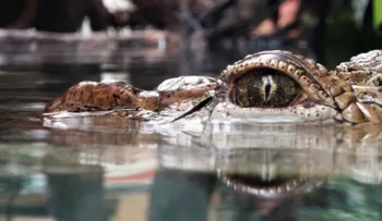 Hallan el cadáver de un â??monstruo del lago Nessâ? en EEUU
