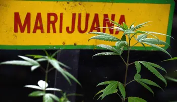 Colombia legalizaría el uso de la marihuana medicinal por decreto