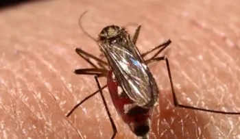 Un grupo de científicos desarrollan un método más barato y efectivo para detectar mosquitos con zika