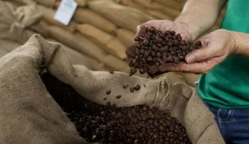 Dos grandes empresas de café admiten el riesgo del trabajo esclavo en su cadena de suministro