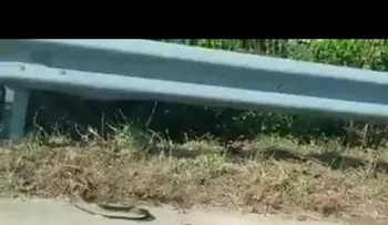 Video capta feroz lucha madre rata por salvar a su cría de una serpiente