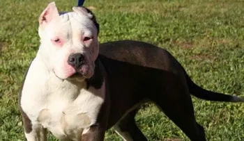 Otro niño muere atacado por un perro pitbull
