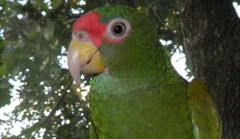 Esto es lo que hace diferente a la nueva especie de loro descubierta en México