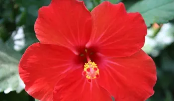 Beneficios de la Cayena o "Flor Sangre de Cristo