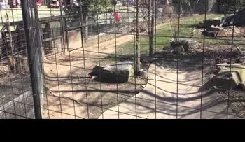 Una mujer salta la valla de un tigre para recoger una gorra