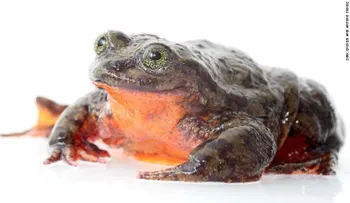 La rana Romeo lleva una década buscando a su "Julieta" para salvar su especie 