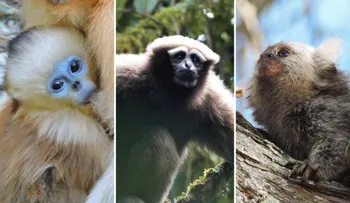 Más de la mitad de los primates están al borde de la extinción, según nuevo informe