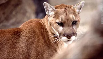 Captan un puma trepado encima de un poste de luz a 10 metros del piso