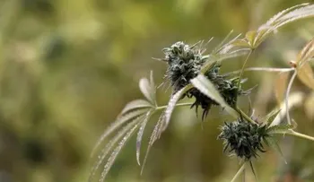 Brasil facilita la importación de un derivado de la marihuana con uso médico