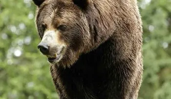 Oso suelto trepa árbol en patio trasero de casa en Tampa