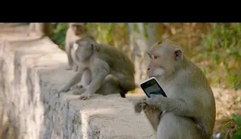 Un mono roba un iPhone y lo cambia por la comida